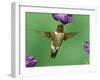 Ruby-Throated Hummingbird Feeding on Petunia, New Braunfels, Texas, USA-Rolf Nussbaumer-Framed Photographic Print