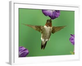 Ruby-Throated Hummingbird Feeding on Petunia, New Braunfels, Texas, USA-Rolf Nussbaumer-Framed Photographic Print