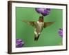 Ruby-Throated Hummingbird Feeding on Petunia, New Braunfels, Texas, USA-Rolf Nussbaumer-Framed Photographic Print