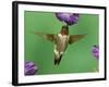 Ruby-Throated Hummingbird Feeding on Petunia, New Braunfels, Texas, USA-Rolf Nussbaumer-Framed Photographic Print