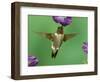Ruby-Throated Hummingbird Feeding on Petunia, New Braunfels, Texas, USA-Rolf Nussbaumer-Framed Photographic Print