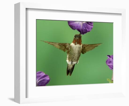 Ruby-Throated Hummingbird Feeding on Petunia, New Braunfels, Texas, USA-Rolf Nussbaumer-Framed Photographic Print