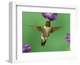 Ruby-Throated Hummingbird Feeding on Petunia, New Braunfels, Texas, USA-Rolf Nussbaumer-Framed Photographic Print