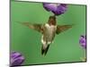 Ruby-Throated Hummingbird Feeding on Petunia, New Braunfels, Texas, USA-Rolf Nussbaumer-Mounted Photographic Print