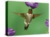 Ruby-Throated Hummingbird Feeding on Petunia, New Braunfels, Texas, USA-Rolf Nussbaumer-Stretched Canvas