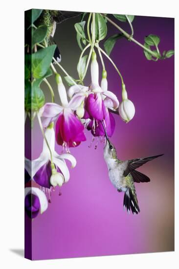 Ruby-Throated Hummingbird Female at Hybrid Fuchsia. Shelby County, Illinois-Richard and Susan Day-Stretched Canvas