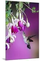 Ruby-Throated Hummingbird Female at Hybrid Fuchsia. Shelby County, Illinois-Richard and Susan Day-Mounted Premium Photographic Print