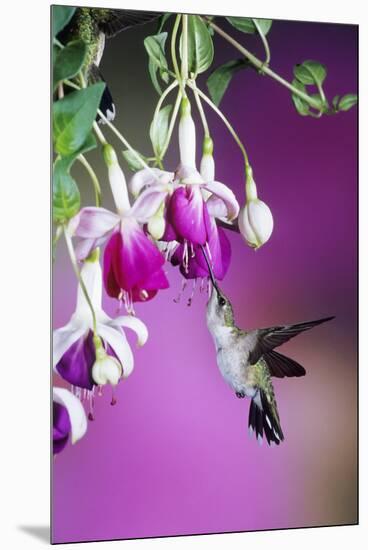 Ruby-Throated Hummingbird Female at Hybrid Fuchsia. Shelby County, Illinois-Richard and Susan Day-Mounted Premium Photographic Print