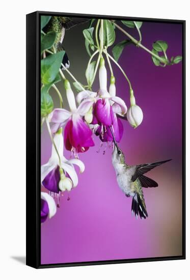 Ruby-Throated Hummingbird Female at Hybrid Fuchsia. Shelby County, Illinois-Richard and Susan Day-Framed Stretched Canvas