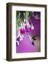 Ruby-Throated Hummingbird Female at Hybrid Fuchsia. Shelby County, Illinois-Richard and Susan Day-Framed Photographic Print