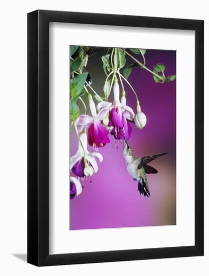 Ruby-Throated Hummingbird Female at Hybrid Fuchsia. Shelby County, Illinois-Richard and Susan Day-Framed Photographic Print
