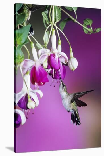 Ruby-Throated Hummingbird Female at Hybrid Fuchsia. Shelby County, Illinois-Richard and Susan Day-Stretched Canvas