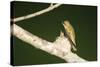 Ruby-Throated Hummingbird Female at Nest, Marion, Illinois, Usa-Richard ans Susan Day-Stretched Canvas