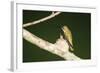 Ruby-Throated Hummingbird Female at Nest, Marion, Illinois, Usa-Richard ans Susan Day-Framed Photographic Print