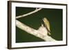 Ruby-Throated Hummingbird Female at Nest, Marion, Illinois, Usa-Richard ans Susan Day-Framed Photographic Print