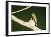 Ruby-Throated Hummingbird Female at Nest, Marion, Illinois, Usa-Richard ans Susan Day-Framed Photographic Print