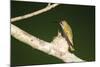 Ruby-Throated Hummingbird Female at Nest, Marion, Illinois, Usa-Richard ans Susan Day-Mounted Photographic Print