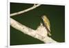 Ruby-Throated Hummingbird Female at Nest, Marion, Illinois, Usa-Richard ans Susan Day-Framed Photographic Print