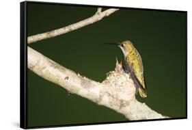 Ruby-Throated Hummingbird Female at Nest, Marion, Illinois, Usa-Richard ans Susan Day-Framed Stretched Canvas