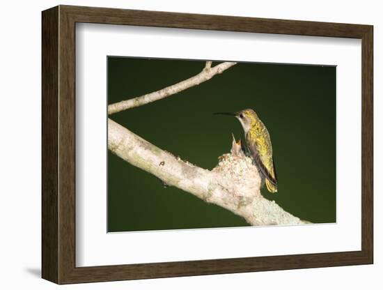 Ruby-Throated Hummingbird Female at Nest, Marion, Illinois, Usa-Richard ans Susan Day-Framed Photographic Print