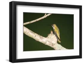 Ruby-Throated Hummingbird Female at Nest, Marion, Illinois, Usa-Richard ans Susan Day-Framed Photographic Print