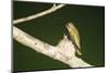 Ruby-Throated Hummingbird Female at Nest, Marion, Illinois, Usa-Richard ans Susan Day-Mounted Photographic Print