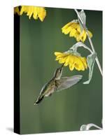 Ruby Throated Hummingbird, Female Feeds at Sunflower, Texas, USA-Rolf Nussbaumer-Stretched Canvas