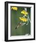Ruby Throated Hummingbird, Female Feeds at Sunflower, Texas, USA-Rolf Nussbaumer-Framed Premium Photographic Print