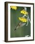 Ruby Throated Hummingbird, Female Feeds at Sunflower, Texas, USA-Rolf Nussbaumer-Framed Photographic Print