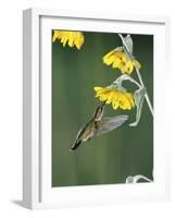 Ruby Throated Hummingbird, Female Feeds at Sunflower, Texas, USA-Rolf Nussbaumer-Framed Photographic Print