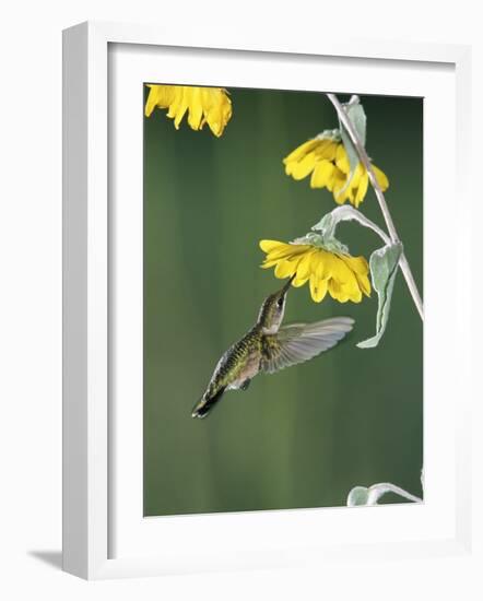 Ruby Throated Hummingbird, Female Feeds at Sunflower, Texas, USA-Rolf Nussbaumer-Framed Photographic Print