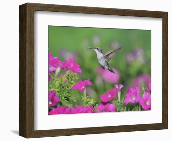 Ruby-throated Hummingbird female in flight feeding, Hill Country, Texas, USA-Rolf Nussbaumer-Framed Photographic Print