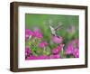 Ruby-throated Hummingbird female in flight feeding, Hill Country, Texas, USA-Rolf Nussbaumer-Framed Photographic Print