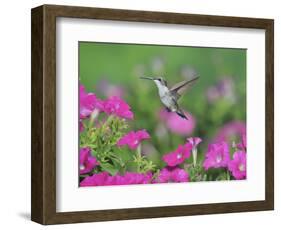 Ruby-throated Hummingbird female in flight feeding, Hill Country, Texas, USA-Rolf Nussbaumer-Framed Photographic Print