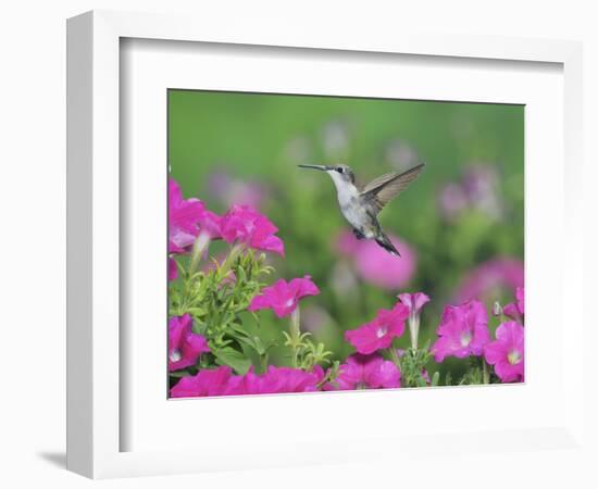 Ruby-throated Hummingbird female in flight feeding, Hill Country, Texas, USA-Rolf Nussbaumer-Framed Photographic Print