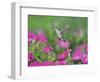 Ruby-throated Hummingbird female in flight feeding, Hill Country, Texas, USA-Rolf Nussbaumer-Framed Photographic Print