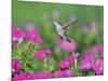Ruby-throated Hummingbird female in flight feeding, Hill Country, Texas, USA-Rolf Nussbaumer-Mounted Photographic Print