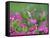 Ruby-throated Hummingbird female in flight feeding, Hill Country, Texas, USA-Rolf Nussbaumer-Framed Stretched Canvas