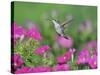 Ruby-throated Hummingbird female in flight feeding, Hill Country, Texas, USA-Rolf Nussbaumer-Stretched Canvas