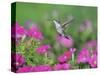 Ruby-throated Hummingbird female in flight feeding, Hill Country, Texas, USA-Rolf Nussbaumer-Stretched Canvas