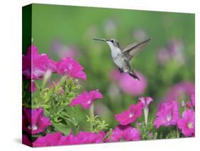Ruby-throated Hummingbird female in flight feeding, Hill Country, Texas, USA-Rolf Nussbaumer-Stretched Canvas