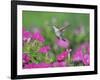 Ruby-throated Hummingbird female in flight feeding, Hill Country, Texas, USA-Rolf Nussbaumer-Framed Photographic Print