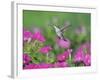 Ruby-throated Hummingbird female in flight feeding, Hill Country, Texas, USA-Rolf Nussbaumer-Framed Photographic Print