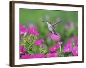 Ruby-throated Hummingbird female in flight feeding, Hill Country, Texas, USA-Rolf Nussbaumer-Framed Photographic Print