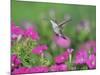 Ruby-throated Hummingbird female in flight feeding, Hill Country, Texas, USA-Rolf Nussbaumer-Mounted Photographic Print