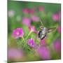 Ruby-throated Hummingbird female in flight feeding, Hill Country, Texas, USA-Rolf Nussbaumer-Mounted Photographic Print