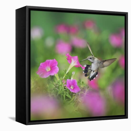 Ruby-throated Hummingbird female in flight feeding, Hill Country, Texas, USA-Rolf Nussbaumer-Framed Stretched Canvas