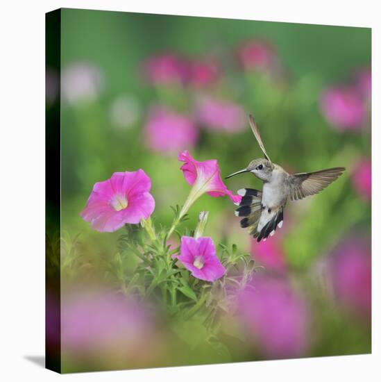 Ruby-throated Hummingbird female in flight feeding, Hill Country, Texas, USA-Rolf Nussbaumer-Stretched Canvas