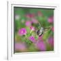 Ruby-throated Hummingbird female in flight feeding, Hill Country, Texas, USA-Rolf Nussbaumer-Framed Photographic Print