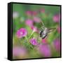 Ruby-throated Hummingbird female in flight feeding, Hill Country, Texas, USA-Rolf Nussbaumer-Framed Stretched Canvas